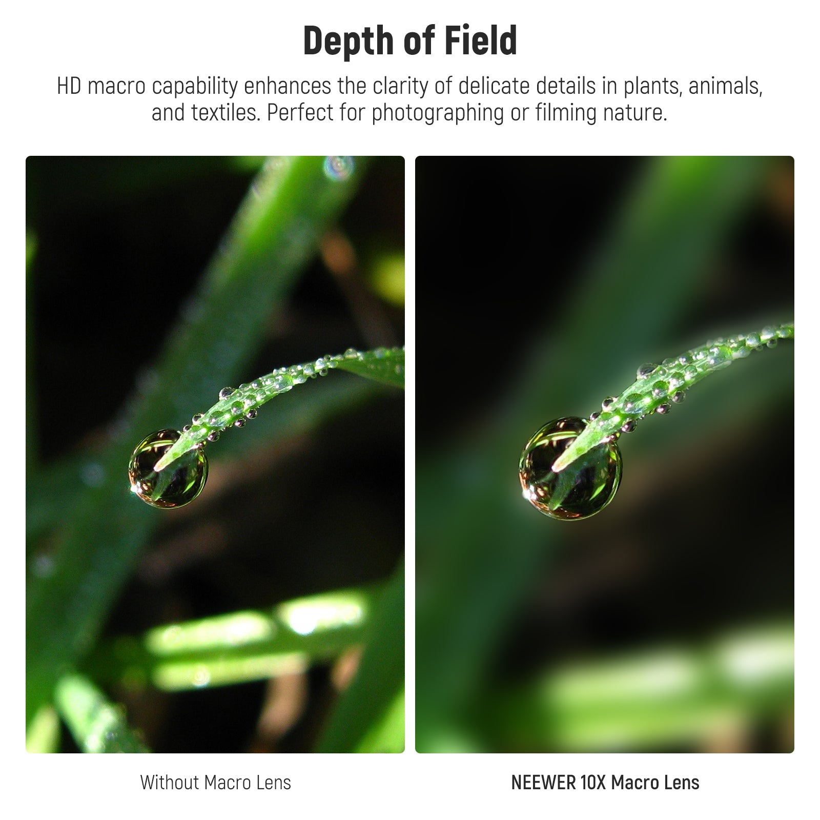NEEWER LS-28 PRO 10X Macro Phone Lens enhances the clarity of delicate details in plants.